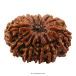 (29.94mm) 11 Mukhi Rudraksha Super Collector Bead | Gyrah Mukhi Rudraksha Bead, Eleven Faced Energised Nepali Rudraksh | Mantra and Benefits of 11 Face Super Collector Bead