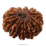 (30.08mm) 11 Mukhi Rudraksha Super Collector Bead | 11 Mukhi Rudraksha Mantra | Gyarah Mukhi, Eleven Faced Shiva Rudraksha Bead | Energised and Original Nepal Super Collector Bead