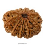 (32.78mm) 12 Mukhi Rudraksha Super Collector Bead | 12 Mukhi Rudraksha Bead | Barah Mukhi, Twelve Faced Nepali Rudraksha in Vedic Astrology , Rudraksha Bead for Palnet Sun - Super Collector Bead