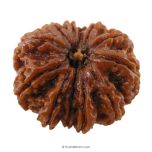 (29.31mm) 12 Mukhi Rudraksha Super Collector Bead | 12 Mukhi Rudraksha Bead | Barah Mukhi, Twelve Faced Nepal Rudraksha Energised Authentic Pure Natural - Super Collector Bead