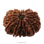 (29.95mm) 13 Mukhi Rudraksha Super Collector Bead | 13 Mukhi Rudraksha Bead | Terah Mukhi - Thirteen Faced - Rudraksha from Nepal 100% Authentic Pure Natural - Super Collector Bead