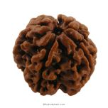 (22.93mm) 4 Mukhi Rudraksha Super Collector Bead | 4 Mukhi Rudraksha Bead | Chaar Mukhi - Four Faced - Rudraksha from Nepal 100% Authentic Original Natural - Super Collector Bead