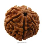 (24.09mm) 6 Mukhi Rudraksha Super Collector Bead | 6 Mukhi Rudraksha Bead | 6 faced Rudraksha For Students | Benefits and Price of Six Mukhi Super collector Rudraksha Beads