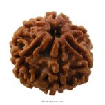 (23.80mm) 6 Mukhi Rudraksha Super Collector Bead | 6 Mukhi Rudraksha Bead | Chah Mukhi - Six Faced Nepali Rudraksha |Buy Online 6 Mukhi  Super Collector Rudraksha Bead