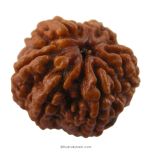 (24.48mm) 6 Mukhi Rudraksha Super Collector Bead | Six Mukhi Rudraksha Bead | Cheh Mukhi, Six Faced Rudraksha Shiva Bead from Nepal | Pure and Natural Spiritual Energised Bead - 6 Face Super Collector Bead