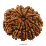 (29.17mm) 9 Mukhi Rudraksha Super Collector Bead | 9 Mukhi Rudraksha Nepal Bead | Nau Mukhi Mantra and Benefits | Nine Faced Rudraksha Super Collector Bead