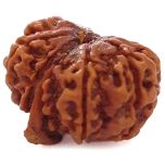 (27.36mm) 10 Mukhi Ganesh Rudraksha Bead From Nepal, Buy Original Energised And Pure Ten ( Dus ) Mukhi Rudraksham