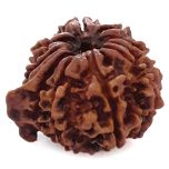 (23.84mm) 10 Mukhi Ganesh Rudraksha Bead From Nepal | Ten Faced,  Dus Mukhi Rudraksha with Ganesha Trunk - 4