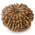 10 Mukhi Rudraksha Collector | Ten Mukhi Rudraksha Bead from Nepal Spiritual Shiva Bead Dus Mukhi - Collector Bead Buy Online 10 Faced Rudraksha