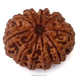 (29.14mm) 10 Mukhi Rudraksha Super Collector Bead | 10 Mukhi Rudraksha Bead | Dus Mukhi, Ten Faced Nepali Rudraksha | 10 Mukhi Rudraksha Mantra