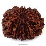 (31.15mm) 10 Mukhi Rudraksha Super Collector Bead | Ten Mukhi Rudraksha Bead | Dus Mukhi , Ten Faced Nepali Rudraksha in Vedic Astrology , Lord Narayan Rudraksha Bead