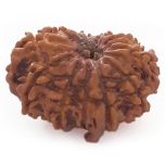 (25.21mm) 12 Mukhi Ganesh Nepali Rudraksha Bead | Twelve 12 Faced Ganesha Rudraksha |Sun Rudraksha - 5