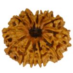 12 Mukhi Rudraksha Bead | Barah Mukhi, Buy Online Twelve Faced Energised Natural Nepal Rudraksha Bead