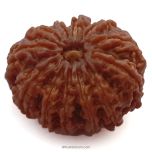 (29.08mm) 12 Mukhi Rudraksha Super Collector Bead | Barah Mukhi, Twelve Faced Rudraksha from Nepal | Benefits of 12 Mukhi Super Collector Bead