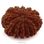 (30.91mm) 12 Mukhi Rudraksha Super Collector Bead |12 Mukhi Rudraksha Bead | Barah Mukhi - Twelve Faced Rudraksha Nepal Origin, Buy Online Energised And Original 12 Mukhi Rudraksha - Super Collector Bead