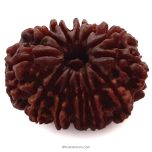 (31.65mm) 12 Mukhi Rudraksha Super Collector Bead | Twelve Mukhi Rudraksha Bead | Barah Mukhi, Twelve Faced Nepalese Rudraksha Shiva Bead | 12 Faced Rudraksha At Best Price