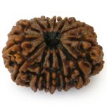 Collector 13 Mukhi Rudraksha Bead from Nepal | Buy Online at Best Price Thirteen Faced Shiva Bead Natural Energised Rudraksha Bead