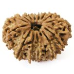 14 Mukhi Rudraksha Bead from Nepal | Buy Authentic Energised Natural Fourteen Mukhi Shiva Bead - 14 Mukhi Collector Rudraksha