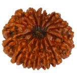 14 Mukhi Rudraksha Bead, Third Eye Opener, 14 Faced Rudraksha Bead from Nepal Spiritual Pure Natural Energised Rudraksha Bead