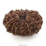 15 Mukhi Rudraksha Bead | Authentic and Energised Nepal Origin Fifteen Faced Spiritual Rudraksha Bead