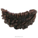 (40.37mm) 1 Mukhi Rudraksha Super Collector Bead | Half Moon Shaped Ek Mukhi Rudraksha Bead | Pure Shiva Bead - Super Collector Bead