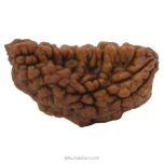 (40.71mm) 1 Mukhi Rudraksha Super Collector Bead | Ek Mukhi Rudraksha Indian Bead | Half Moon Shaped Ek Mukhi Rudraksha Bead | 1 Mukhi Rudraksha Online Super Collector Bead