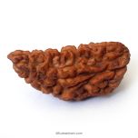 (39mm) 1 Mukhi Rudraksha Super Collector Bead | Ek Mukhi Rudraksha Indian Bead | Half Moon Shaped One Mukhi Rudraksha Bead | Original & Energised - Super Collector Rudraksha