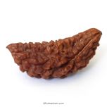 (40.40mm) 1 Mukhi Rudraksha Super Collector Bead | Ek Mukhi Rudraksha Indian Bead | Half Moon Shaped One Mukhi Rudraksha Bead  | High Quality Super Collector Bead