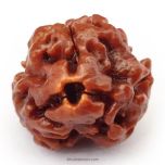 (21.87mm) 3 Mukhi Rudraksha Super Collector Bead | 3 Mukhi Rudraksha Bead | Teen Mukhi - Three Faced Rudraksha from Nepal | 100% Authentic Pure Natural - Super Collector Bead