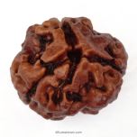 (19.45mm) 3 Mukhi Rudraksha Super Collector Bead | Three Faced Rudraksha Bead | Teen Mukhi, 3 Faced Rudraksha from Nepal | Energised and Original High Quality Super Collector Bead