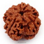 (23.90mm) 4 Mukhi Rudraksha Super Collector Bead | 4 Mukhi Rudraksha Bead | Chaar Mukhi, Four Faced Rudraksha from Nepal | Buy Online Energised and Original 4 Mukhi Rudraksha Beads