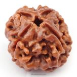 (24.37mm) 4 Mukhi Rudraksha Super Collector Bead | 4 Mukhi Rudraksha Bead | Chaar Mukhi, Four Faced Rudraksha from Nepal | 100% Authentic Original Natural - Super Collector Bead