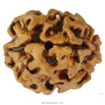  2 Mukhi Rudraksha Bead |Two faced Rudraksha Bead Online Do Mukhi Indian Bead Natural and Pure