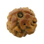 2 Mukhi Rudraksha Bead from Nepal - Collector Rudraksha Bead ( Do Mukhi )