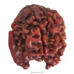 Ganesh Rudraksha Bead With 2 Trunks 100% Original & Spiritual Ganesha Rudraksha Bead From Nepal - 8 | Trunk Rudraksha