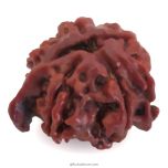 Ganesh Rudraksha Bead With 2 Trunks 100% Original & Spiritual Ganesha Rudraksha Bead From Nepal - 9 | Trunk Rudraksha