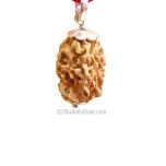 2 Mukhi Rudraksha Collector Bead Pendant | Natural and Pure Nepal Two Mukhi Silver Pendant at Best Price | Do Mukhi Large Bead