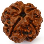 4 Mukhi Rudraksha Bead | 4 Faced Rudraksha From Nepal Buy Original & Genuine Beads Char Mukhi