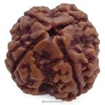 (22.72mm) 4 Mukhi Rudraksha Super Collector Bead | 4 Mukhi Rudraksha Bead | Chaar Mukhi - Four Faced Rudraksha from Nepal | Benefits and Uses of 4 Mukhi Rudraksha Super Collector