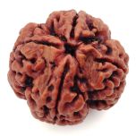 (26.75mm) 4 Mukhi Rudraksha Super Collector Bead | 4 Mukhi Rudraksha Bead | Chaar Mukhi, 4 Faced Rudraksha from Nepal |100% Original Energised Natural - Super Collector Rudraksha Bead