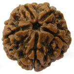 5 Mukhi Rudraksha Bead, Paanch Mukhi From Nepal | Benefits of 5 Faced Rudraksha Bead Energised & Natural - Collector Bead