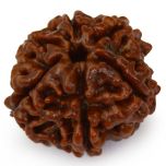 Buy Original 6 Mukhi Rudraksha Bead from Nepal, Six Mukhi Faced Spiritual Rudraksha Bead