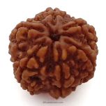 (23.15mm) 6 Mukhi Rudraksha Super Collector Bead | 6 Mukhi Rudraksha Bead | Chah Mukhi, Six Faced Rudraksha from Nepal | High Quality and Superior 6 Mukhi Rudraksha Beads  