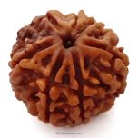 (23.54mm) 6 Mukhi Rudraksha Super Collector Bead |Six Mukhi Rudraksha Bead | Cheh Mukhi, Six Faced - Rudraksha from Nepal | Original and Energised Super Collector 6 Mukhi Rudraksha Bead