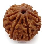 (24.02mm) 6 Mukhi Rudraksha Super Collector Bead | Six Mukhi Rudraksha Bead | Cheh Mukhi, Six Faced Nepali Rudraksha | 6 Mukhi Natural Shiva Bead Benefits and Uses