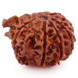 (20.81mm) 8 Mukhi Ganesh Rudraksha Bead | Nepal Eight Faced Ganesha Trunk Rudraksha Bead | Original and Energised Aath Mukhi - 5