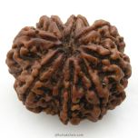 (27.36mm) 8 Mukhi Rudraksha Super Collector Bead | 8 Mukhi Rudraksha Bead | Aath Mukhi Nepali Rudraksha Bead | 8 Mukhi Rudraksha Mantra and Benefits