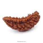 (41.75mm) 1 Mukhi Rudraksha Super Collector Bead | Ek Mukhi Rudraksha | Half Moon Shaped One Mukhi Rudraksha Bead | Buy Original One Mukhi Super Collector Bead