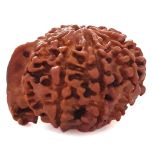 (24.24mm) 9 Mukhi Ganesh Rudraksha Bead | Nine Faced Ganesha Rudraksha Bead from Nepal - 1