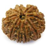 9 Mukhi Rudraksha Bead | Nau Mukhi Nine faced Rudraksha Bead from Nepal 100% Authentic Natural Pure Energised - Collector Bead